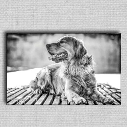 Obraz Pes 01