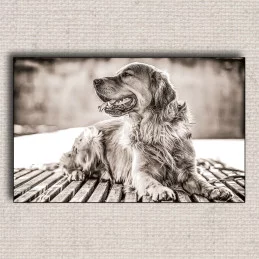 Obraz Pes 01
